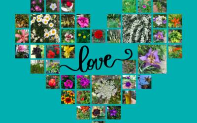 Flower Meditation for Elly